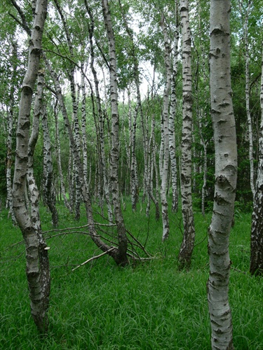brezový lesík