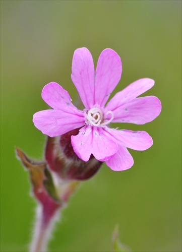 na poobednej prechádzke