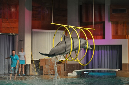 Delfín  skáče cez kruhy