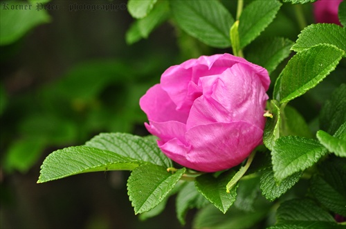 Divá ruža