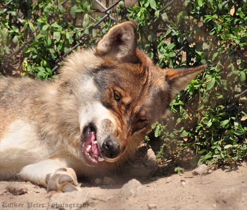 Vlk - mierne nahnevaný