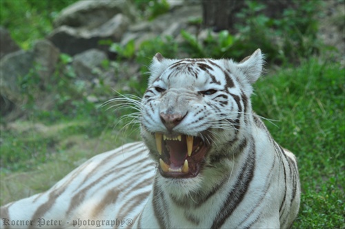 Tigrí úsmev