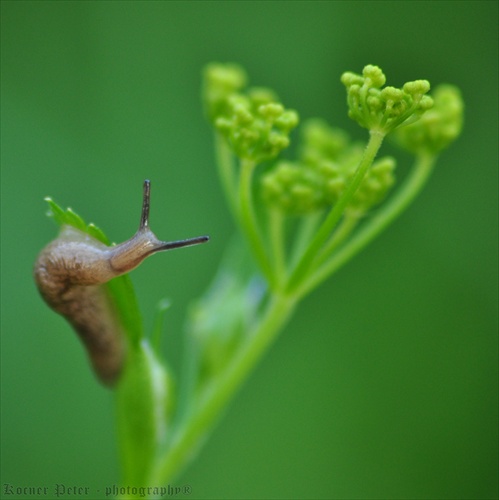 na večernej prechádzke