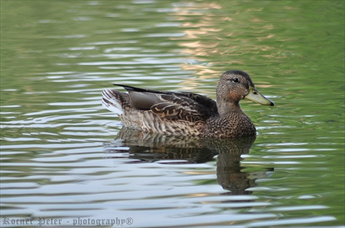 vegetenie v jazierku