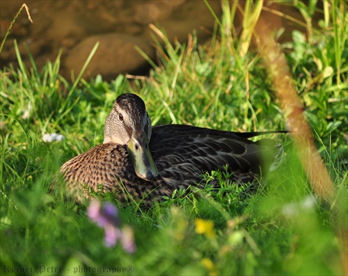 podvečerný odpočinok
