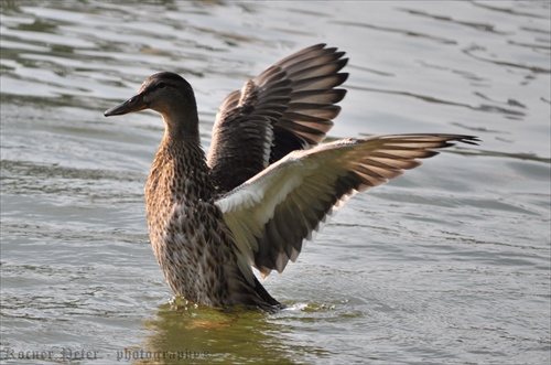 kačacia   rozcvička