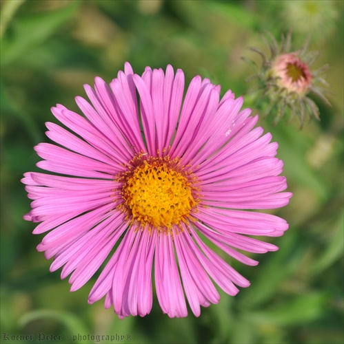 ružová okolo žltej