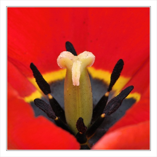 tulipán detail