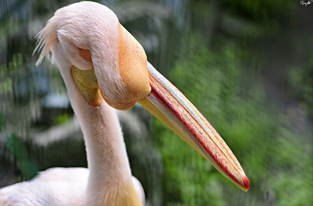 Pán pelikán