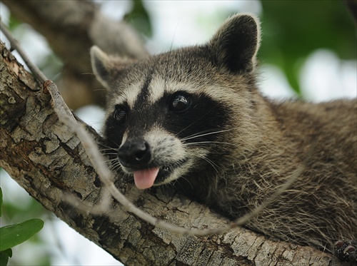 Pygmy Raccoon (Cozumel-Karibik)