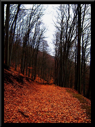 Lesný chodník