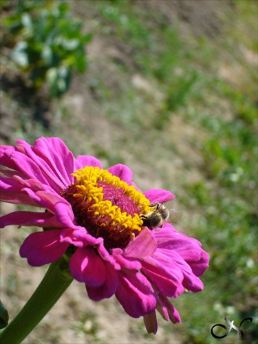 Pilná včelička