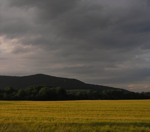 žitko zrie