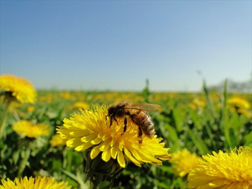 paša pre včely