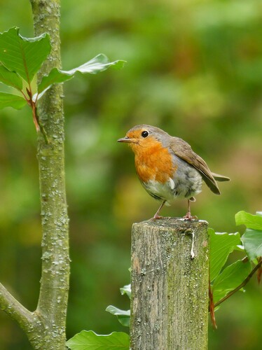 Robin