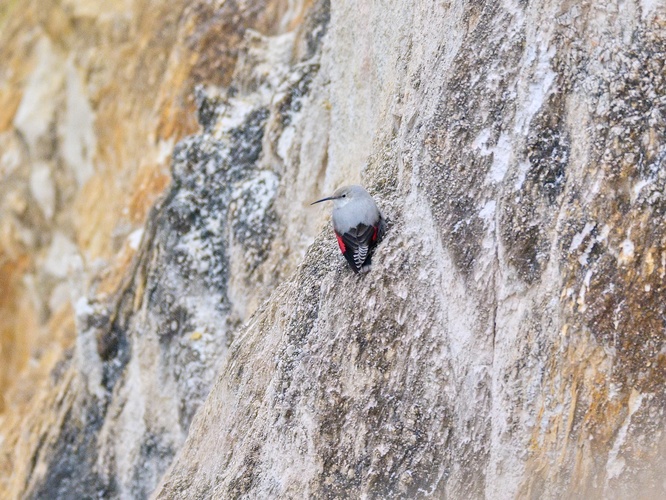 Murárik červenokrídly