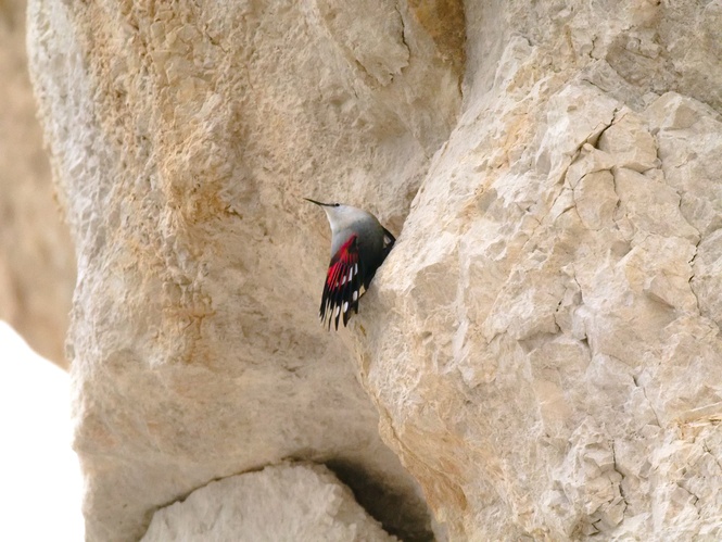 Murárik červenokrídly