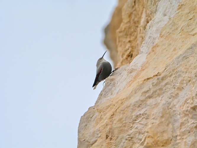 Murárik červenokrídly