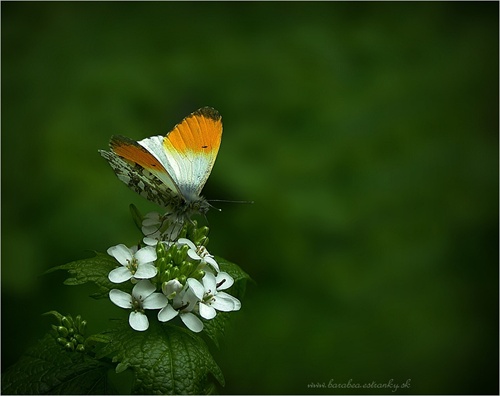 Motýlie lásky ...