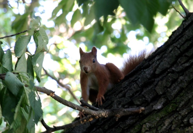 Veverička Hryzka