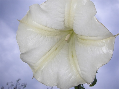 anjelska trubka(datura)