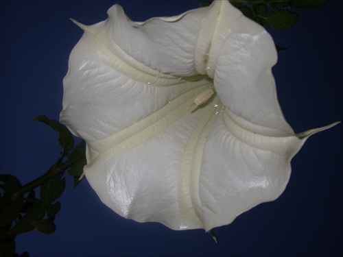 anjelska trubka,datura...