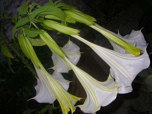 anjelska truba(datura)