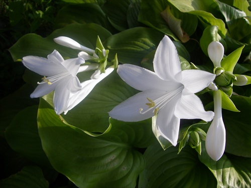 hosta sieboldova 2.