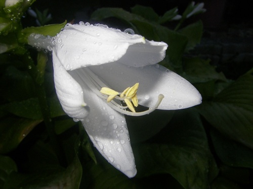kvet hosty po dazdi