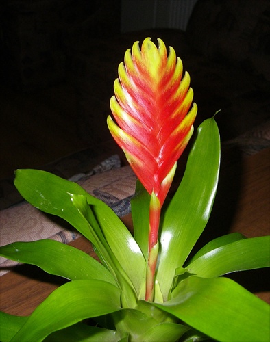 bromelia