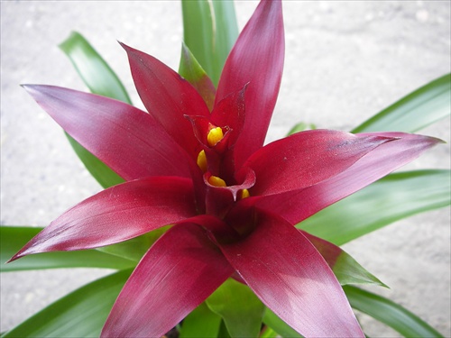 bromelia