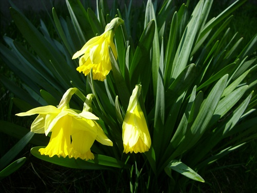 narcisky sa otvaraju:-)