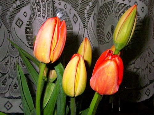 tulipan