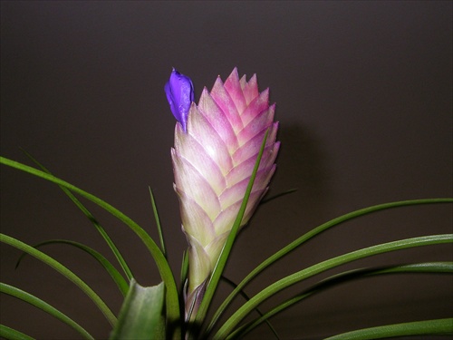 bromelia 2. zacina kvitnut