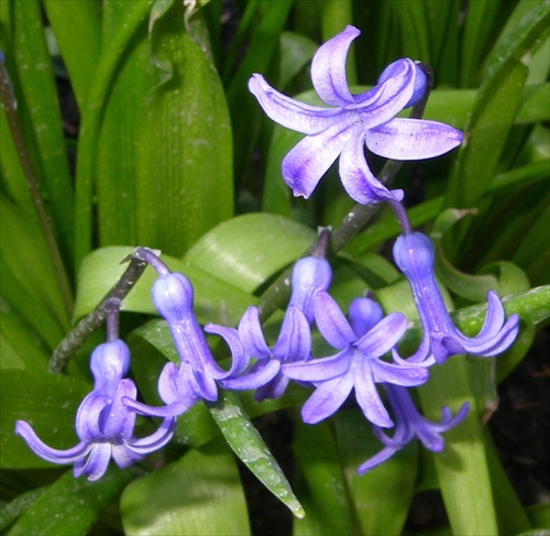 hyacinthoides hispanica