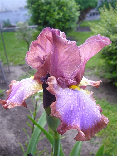 iris3.