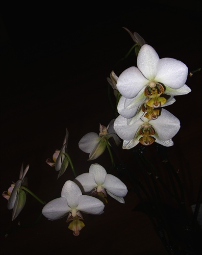 orchidea