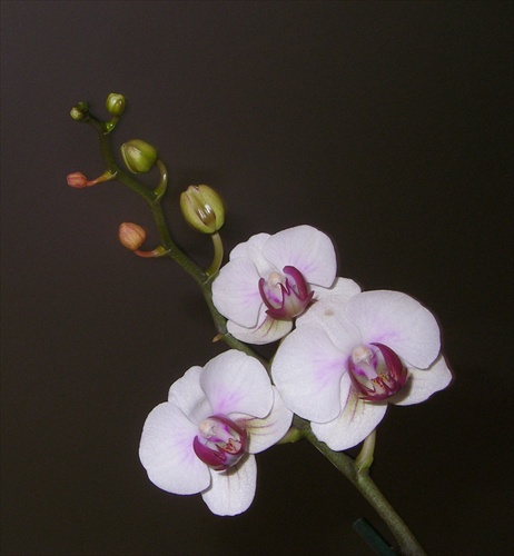 orchidea