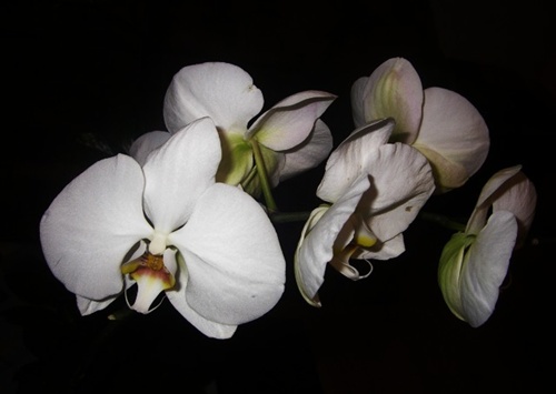 orchidea