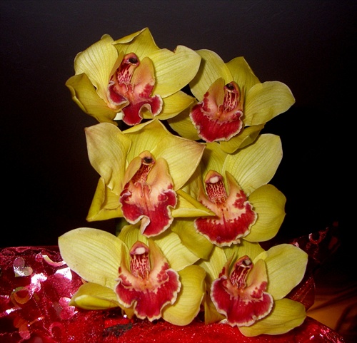 cimbidium