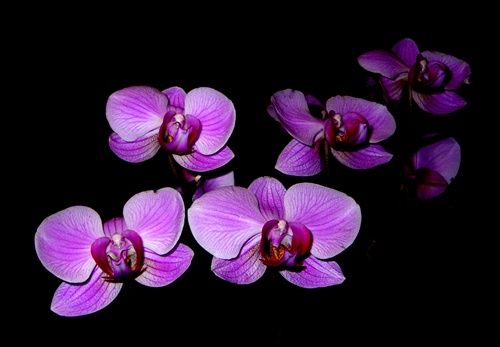 orchidea