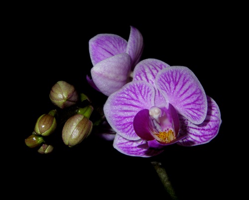 mini orchidea