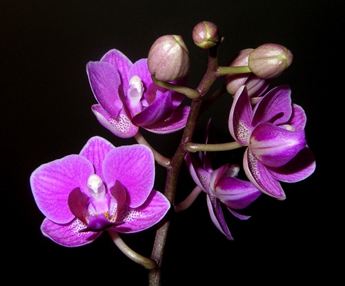 mini orchidea