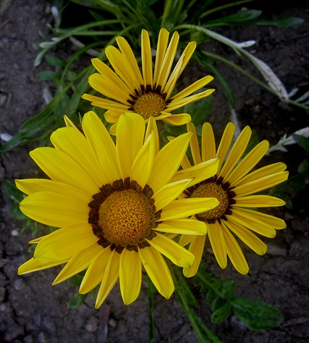 gazania