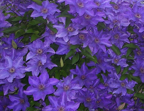 Clematis-the President"