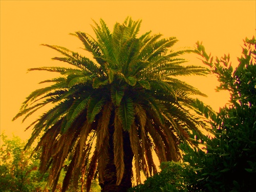 Palma v slnečnom žiarení