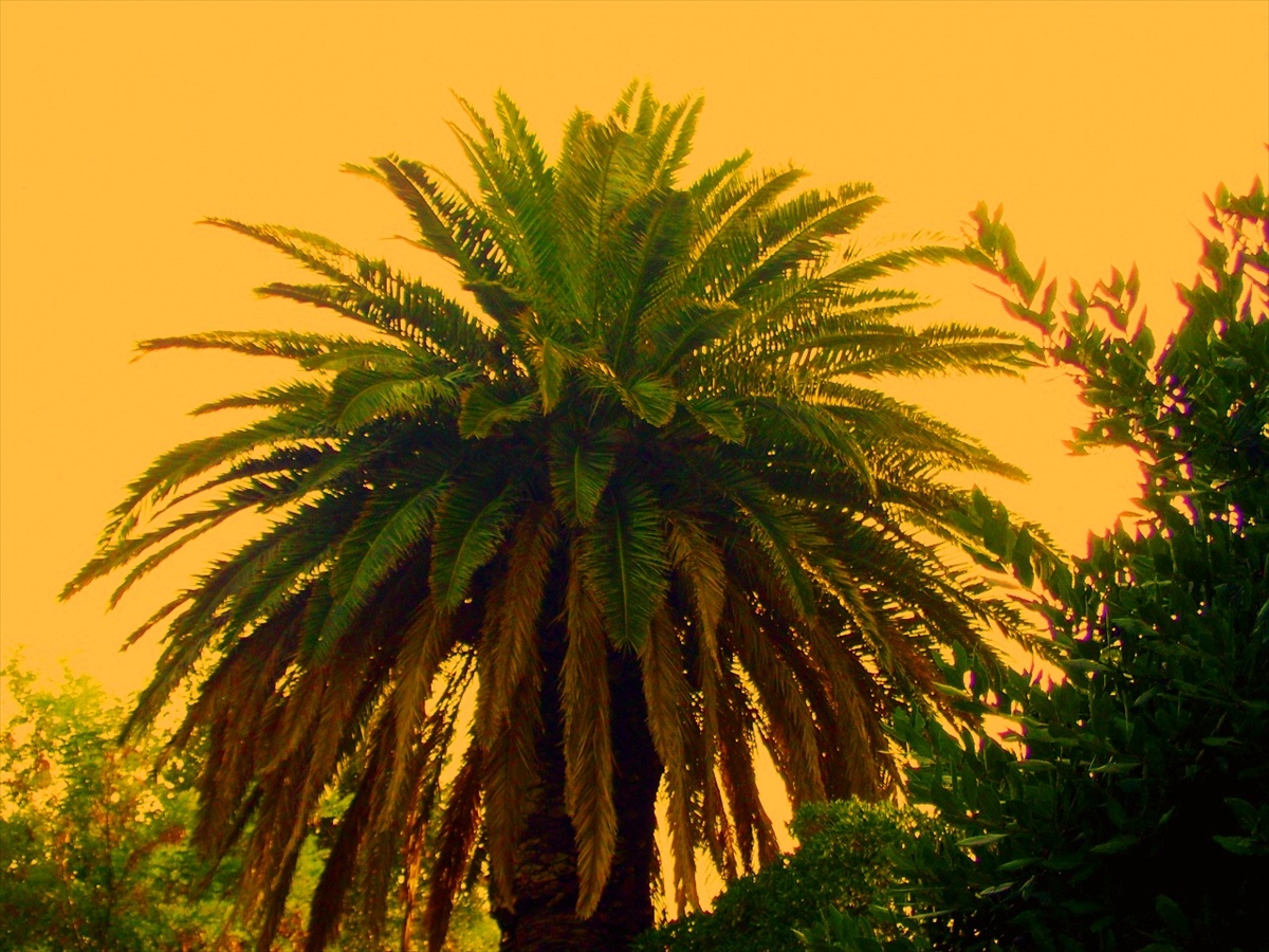 Palma v slnečnom žiarení