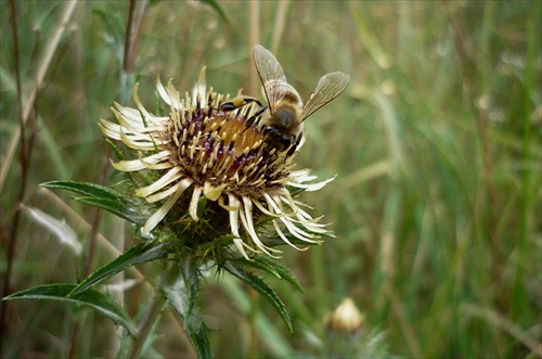 Včielka