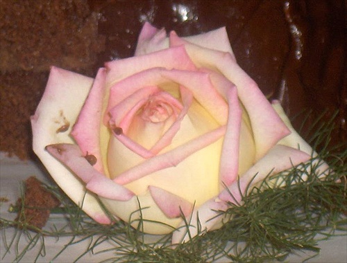 marcipanová ružička