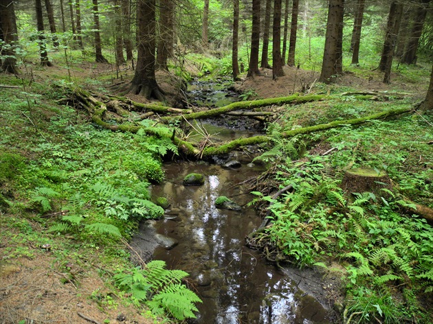 lesny potok